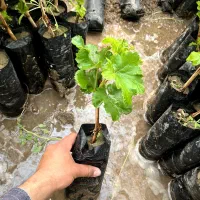 نهال‌گلدانی‌انگور