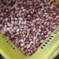 پسته تازه دامغان
