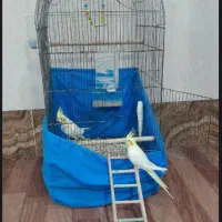 یک جفت عروس هلندی