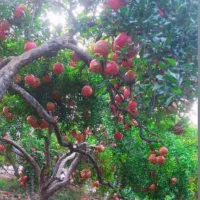 انار رباب دانه مشکی|خوردنی و آشامیدنی|خرامه, |دیوار