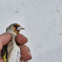 سهره نر دورگ رام|پرنده|تهران, سردارجنگل|دیوار