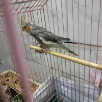 عروس هلندی مرواریدی