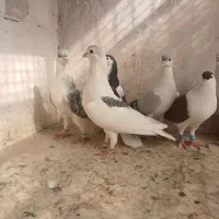 چپ ساده قلدور|پرنده|شاندیز, |دیوار