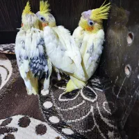 عروس هلندی|پرنده|لار, |دیوار