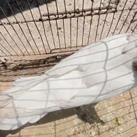 کبوتر‌ طوقی|پرنده|اهواز, اسلام آباد شرقی|دیوار
