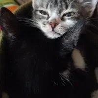 واگذاری گربه|گربه|شیراز, سرو|دیوار