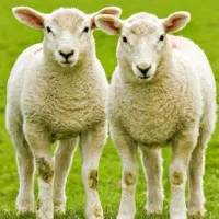 فروش تلفنی دام براتولد نوزاد وعروسی بره زنده ffff|حیوانات مزرعه|تهران, مهران (سیدخندان)|دیوار