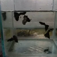 ارائه انواع ماهیان زینتی عمده