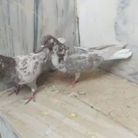 کبوتر|پرنده|قم, حاج زینل|دیوار