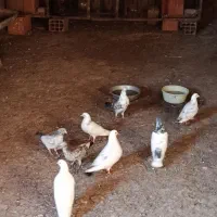 چند جفت کبوتر فروشی