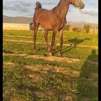 مادیان شش دانگ با شناسنامه جهاد