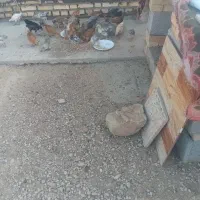 جوجه ۲ماهه  ۲۵۰