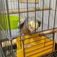 عروس هلندی نر