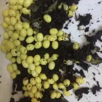 فروش حلزون البینو و آچاتینا|خزنده|قزوین, |دیوار