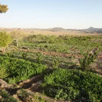 فروش زمین و قنات کشاورزی دربست