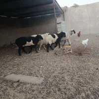 یبل|حیوانات مزرعه|هامون, |دیوار