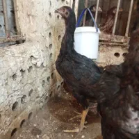 تعدادی خروس لاری 5ماهه لاری قیمت مناسب|حیوانات مزرعه|پیرانشهر, |دیوار