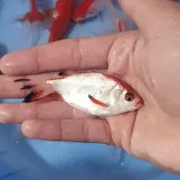 ماهی گلدفیش درشت