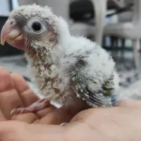 گرینچیک آناناسی سرلاک خور|پرنده|تهران, مینای شمالی (مخبر)|دیوار