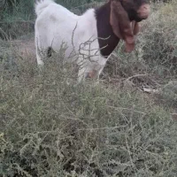 بز نر برای فروش|حیوانات مزرعه|خرمشهر, |دیوار