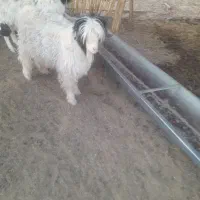 بزغاله نر چاق