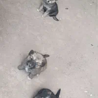 سگ هاسکی