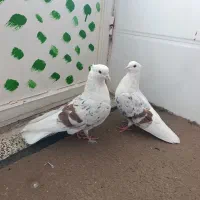 نر و ماده پلنگ عتیقه کفتر