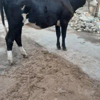 گوساله گاو ماده المانی سیمینتال