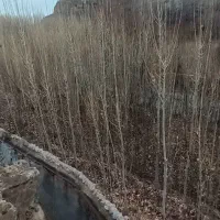 نهال صنوبر تبریزی قیمت مناسب کیفیت بالا|خدمات باغبانی و درختکاری|مشهد, بهمن|دیوار