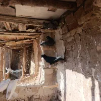 کفتر پرشی|پرنده|فرح دشت, |دیوار