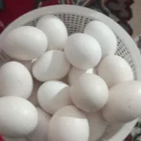 تخممرغگلین