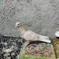 ماده زرد دم‌سفید