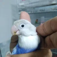 اوپلاین ویولت|پرنده|مشهد, شهید قربانی|دیوار