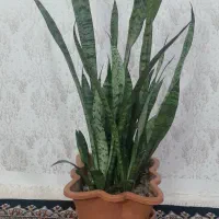 گل سانسوریا