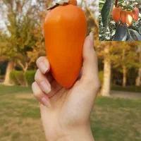 نهال خرمالو وگردو چندلر