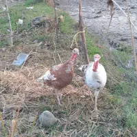 بقلمو سالم به شرت|حیوانات مزرعه|رضوانشهر, |دیوار