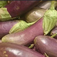 بادمجان  محلی   ارگانیک