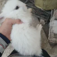 خرگوش ناز و خانگی