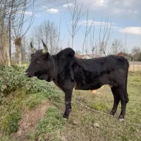 ورزا چالوسی گاو لیشه|حیوانات مزرعه|سنگر, |دیوار