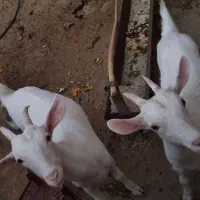 فروش بز سانن جوان|حیوانات مزرعه|فیروزآباد (فارس), |دیوار