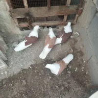 کبوتر نقش دوکت
