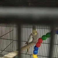 تعدادی عروس هلندی و طوطی برزیلی زیبا و آموزش دیده|پرنده|شهریار, شهرک وائین|دیوار