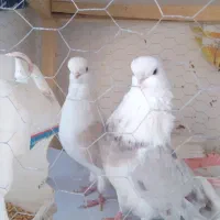 حیوانات کبوتر