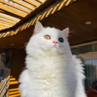 گربه بریتیش لانگهیر