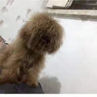 سگ پودل|سگ|تهران, دریاچه شهدای خلیج فارس|دیوار