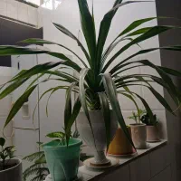 گل ۵۰۰|گل و گیاه طبیعی|کنگاور, |دیوار