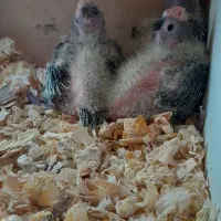 یک جفت عروس هلندی همرا ۳ عدد جوجه بزرگ|پرنده|تهران, استخر|دیوار