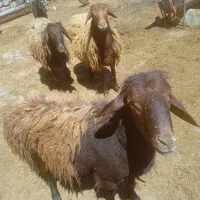 قوچ افشاری و مهربانی