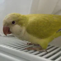 جوجه راهب