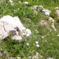 زمین-سر-اصلی